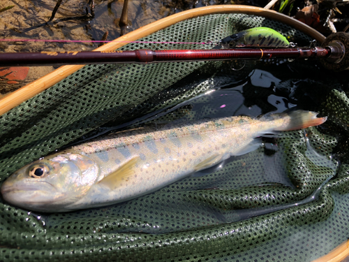 ヤマメの釣果