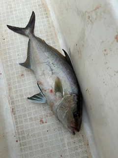 カンパチの釣果