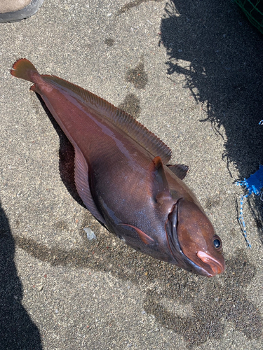 ドンコの釣果