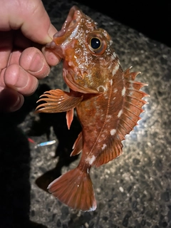 カサゴの釣果