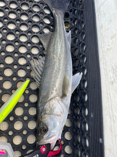 シーバスの釣果