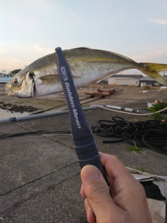 マアジの釣果