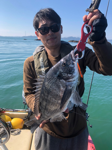 クロダイの釣果