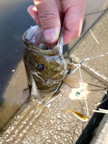 スモールマウスバスの釣果