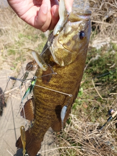 スモールマウスバスの釣果