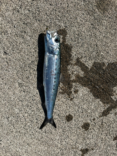 イワシの釣果