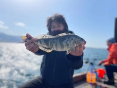 ホッケの釣果