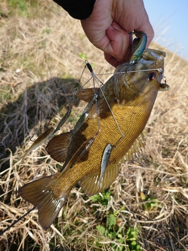 スモールマウスバスの釣果