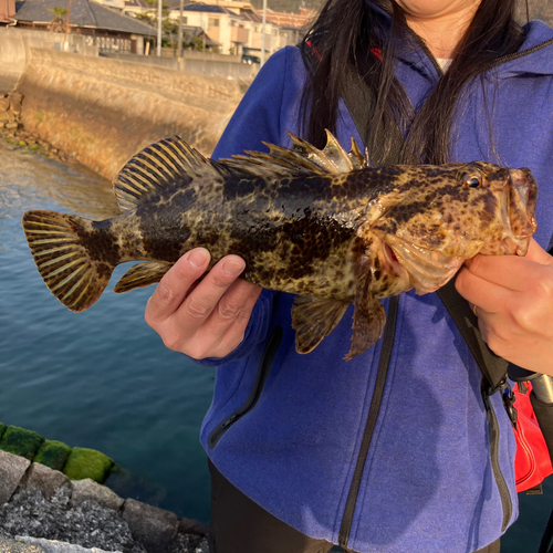 タケノコメバルの釣果