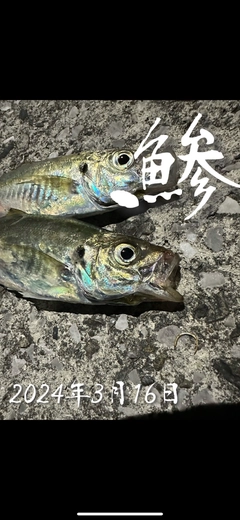 アジの釣果