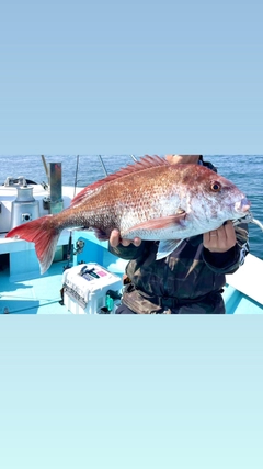 マダイの釣果