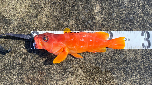 アカハタの釣果