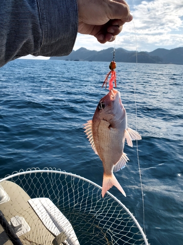 マダイの釣果