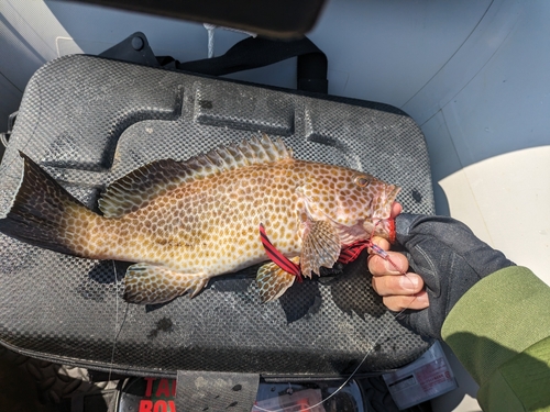 オオモンハタの釣果