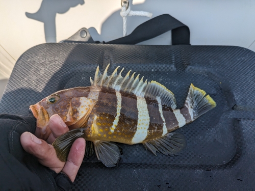 アオハタの釣果