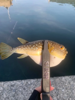 ショウサイフグの釣果