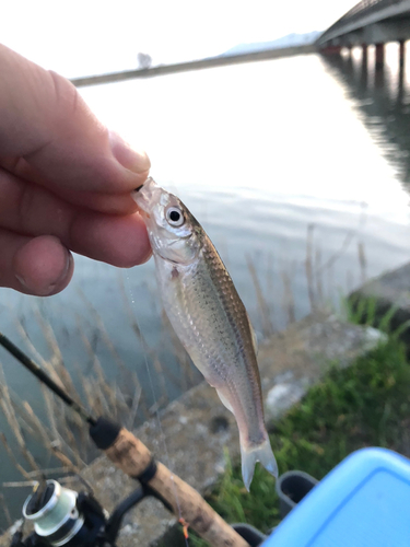 ホンモロコの釣果