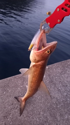 エソの釣果