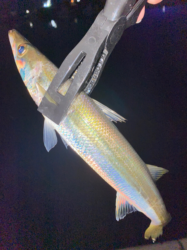 カマスの釣果