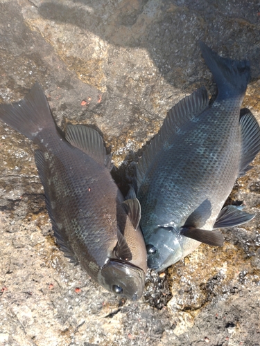 クチブトグレの釣果