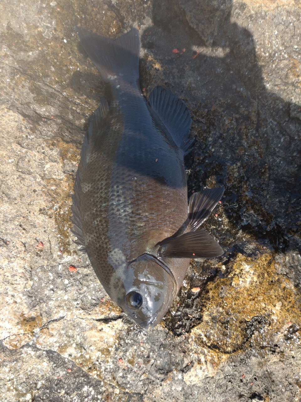 クチブトグレ