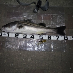 セイゴ（マルスズキ）の釣果