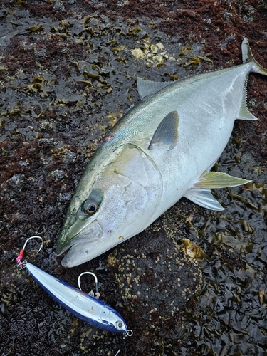 ブリの釣果