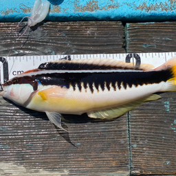 釣りに行くぜよ！の釣果