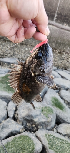 クロソイの釣果