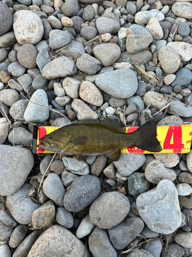 スモールマウスバスの釣果