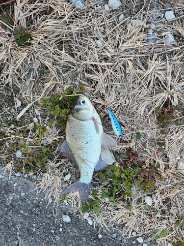 フナの釣果