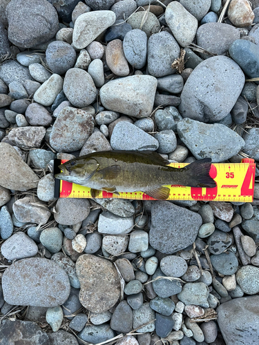 スモールマウスバスの釣果