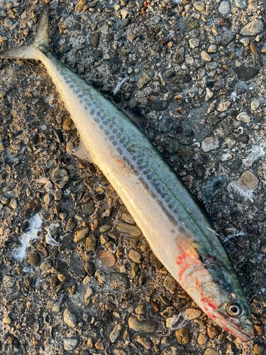 飯田湾