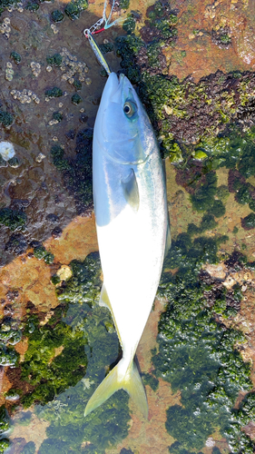 ヤズの釣果