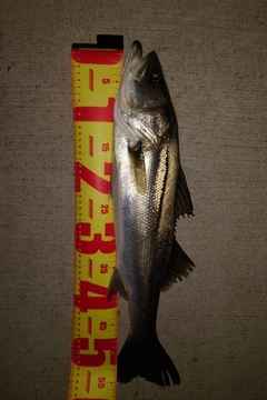 シーバスの釣果