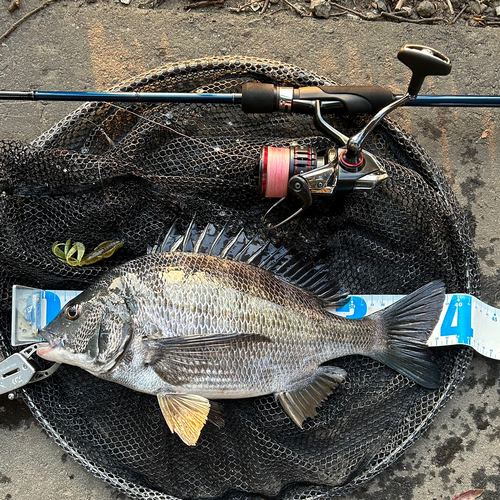 クロダイの釣果