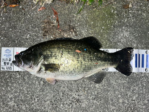 ブラックバスの釣果