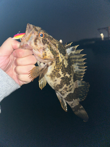 タケノコメバルの釣果