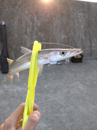 カマスの釣果