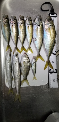 アジの釣果