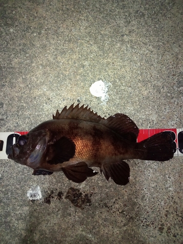 メバルの釣果