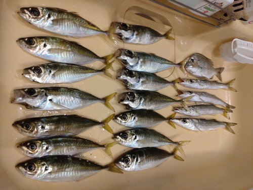 アジの釣果