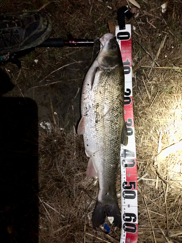 ウグイの釣果