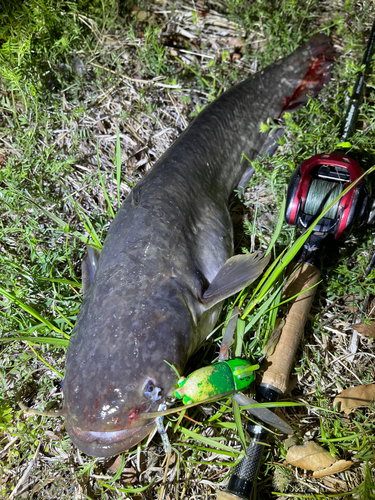 ナマズの釣果