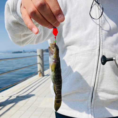 マハゼの釣果