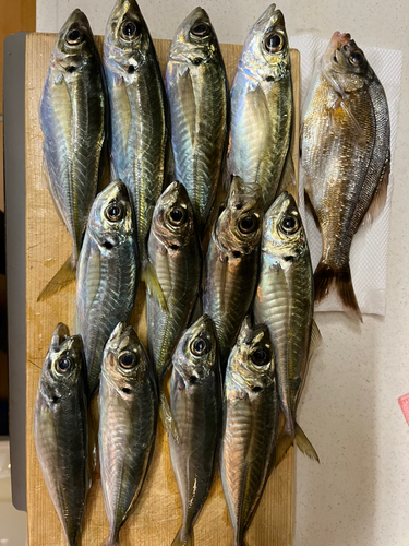 アジの釣果