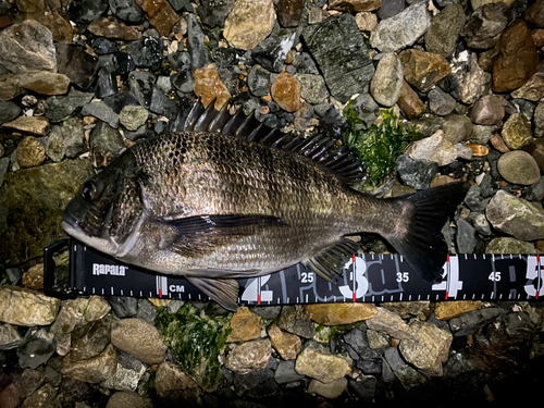 クロダイの釣果