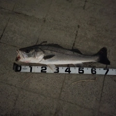セイゴ（マルスズキ）の釣果