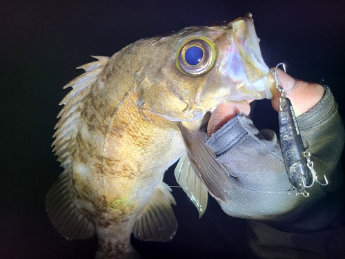 メバルの釣果