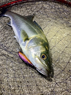 フッコ（マルスズキ）の釣果